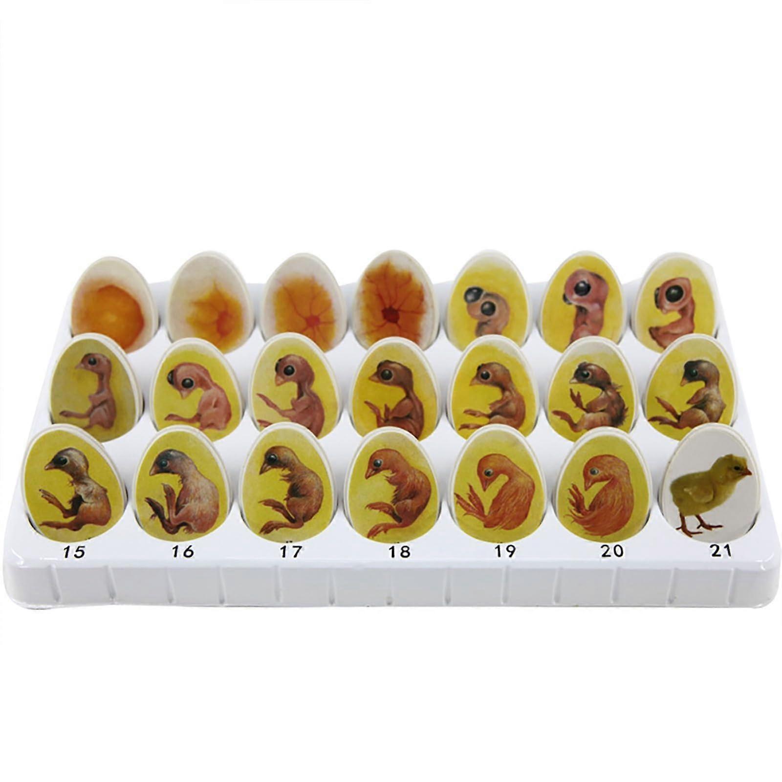 Chicken Embryo Development Model with 21 Stage Visuals, Durable TwoPart Chick Life Cycle Teaching Set