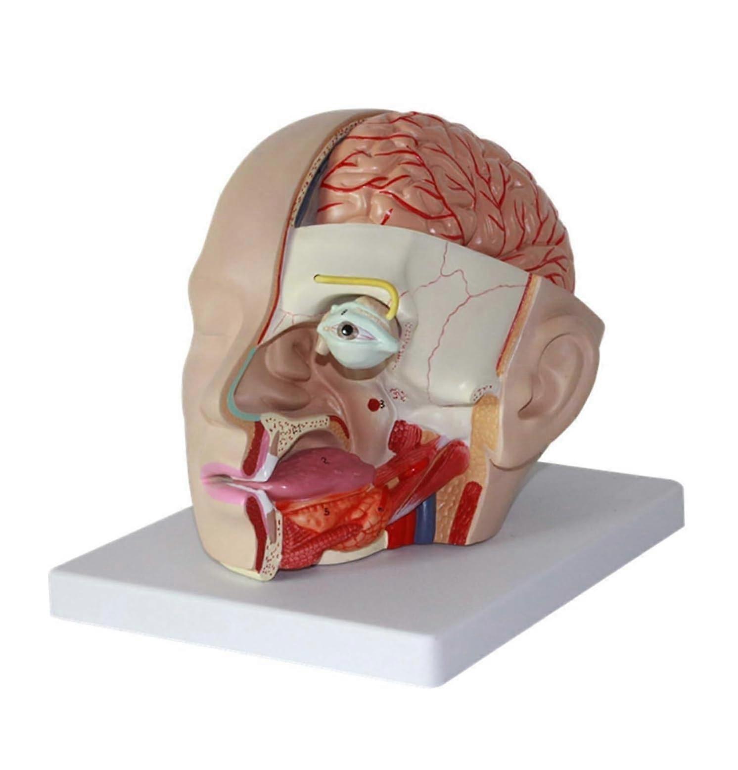 23cm Human Brain Anatomy Model with Arteries, 4Part Labeled Educational Head Replica