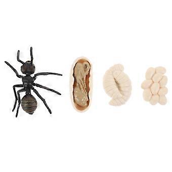 1 set of Imitation Ant Growth Cycle Models Kid Educational Ant Cognitive Models
