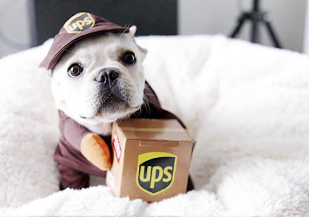 ペットの服面白いエクスプレス犬猫用品秋と冬