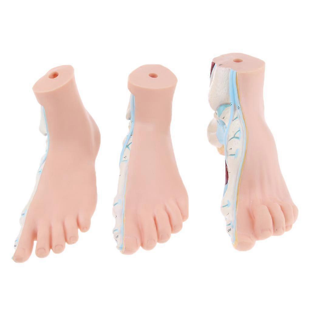 Professional Normal Flat & Arched Foot Models Anatomical Model
