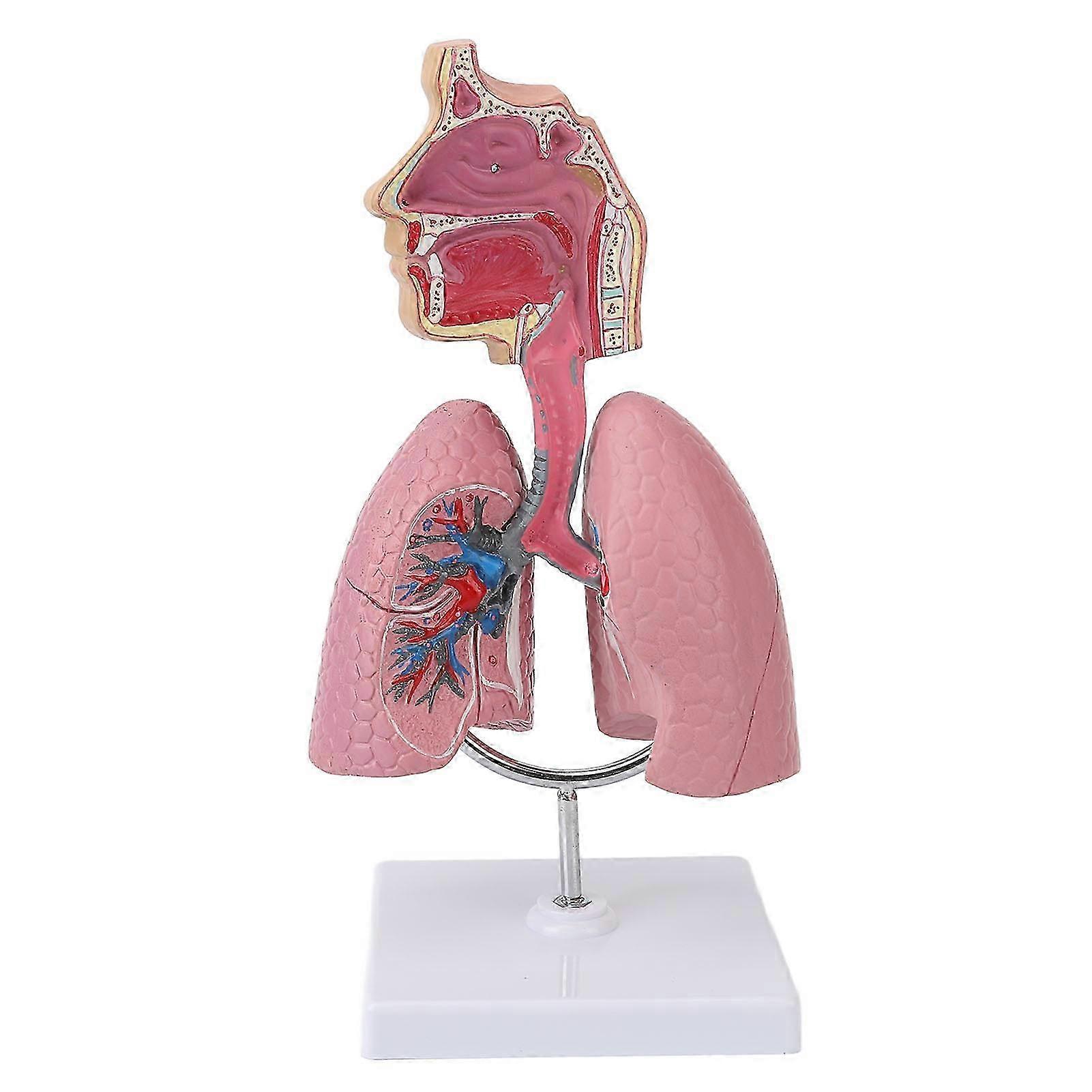Respiratory System Model with Removable Heart Human Lung Anatomical Display for Students Study Teaching Tool