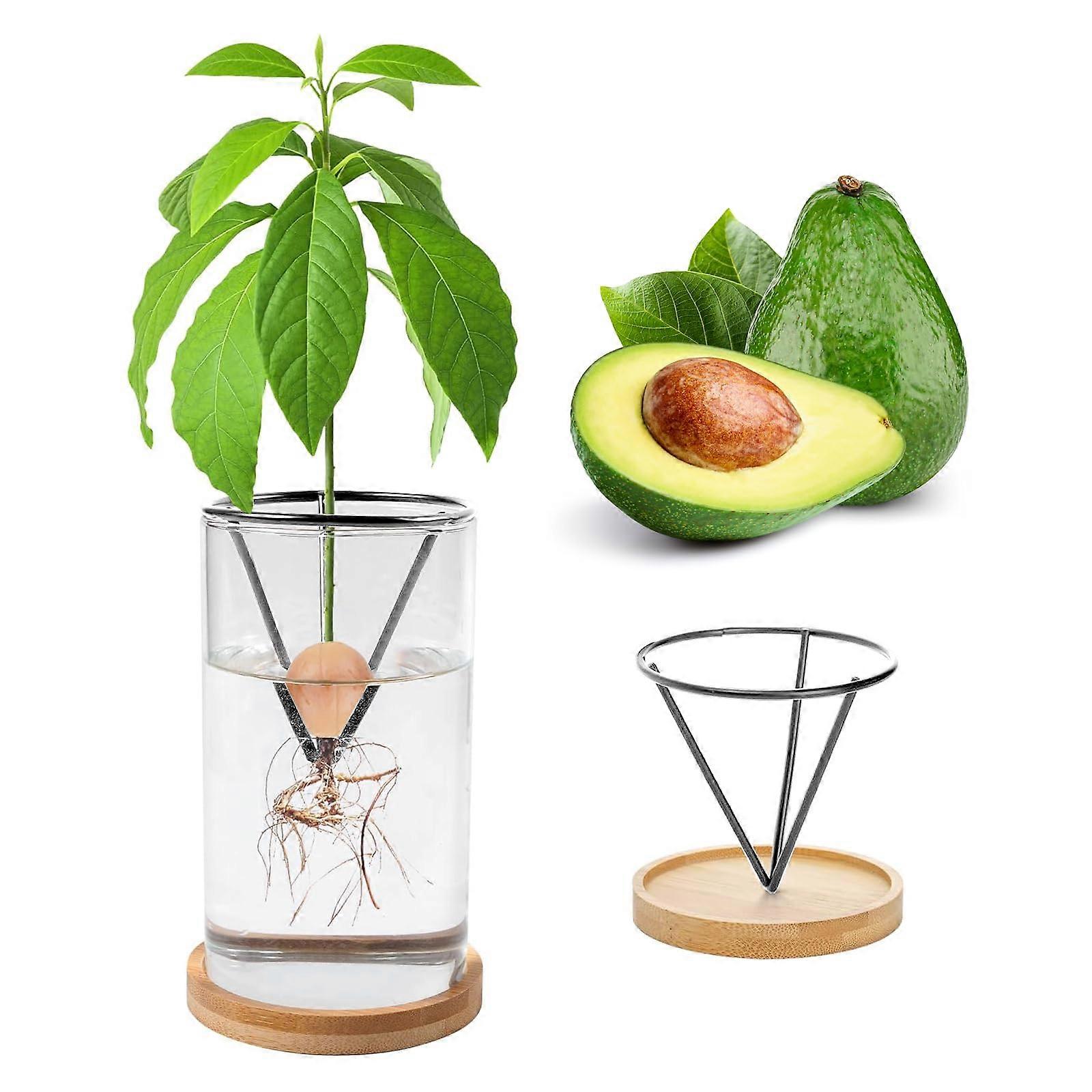 Avocado Growing Kit with Glass Vase and Bamboo Base for Easy Seed Sprouting and Root Viewing