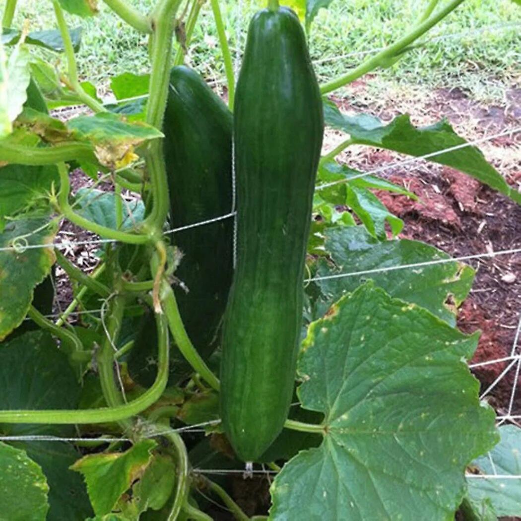 شبكة صافي الخيار 2M X 100M الملحقات تسلق زراعة الخيار صافي جارينج شبكة دعم النبات البولي ايثيلين ~ 0713