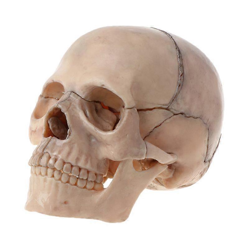 15pcs/set 4D zerlegtes Schädel anatomisches Modell abnehmbare medizinische Lehre auch