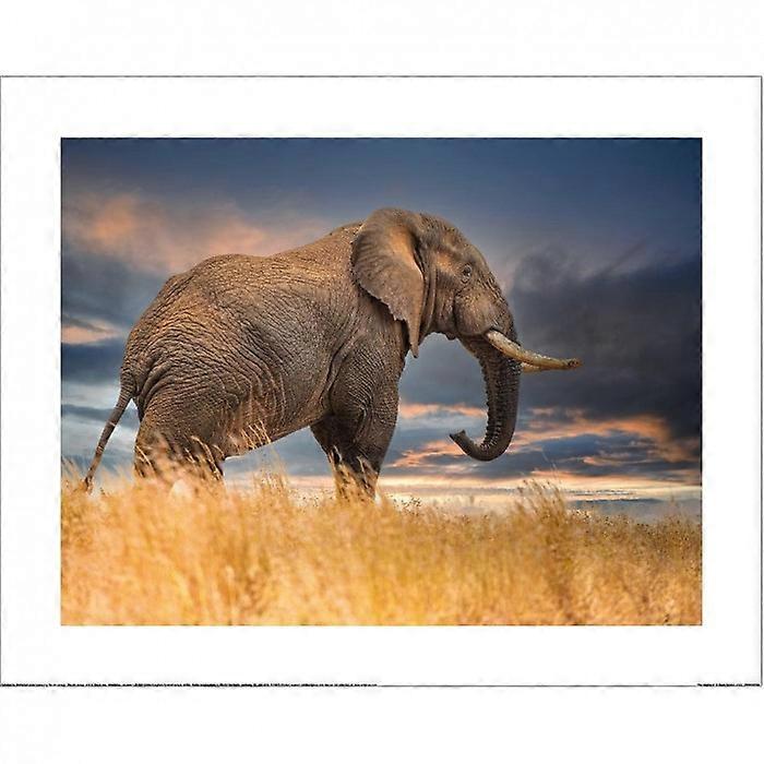 Mario Moreno The Elephant Paper Print
