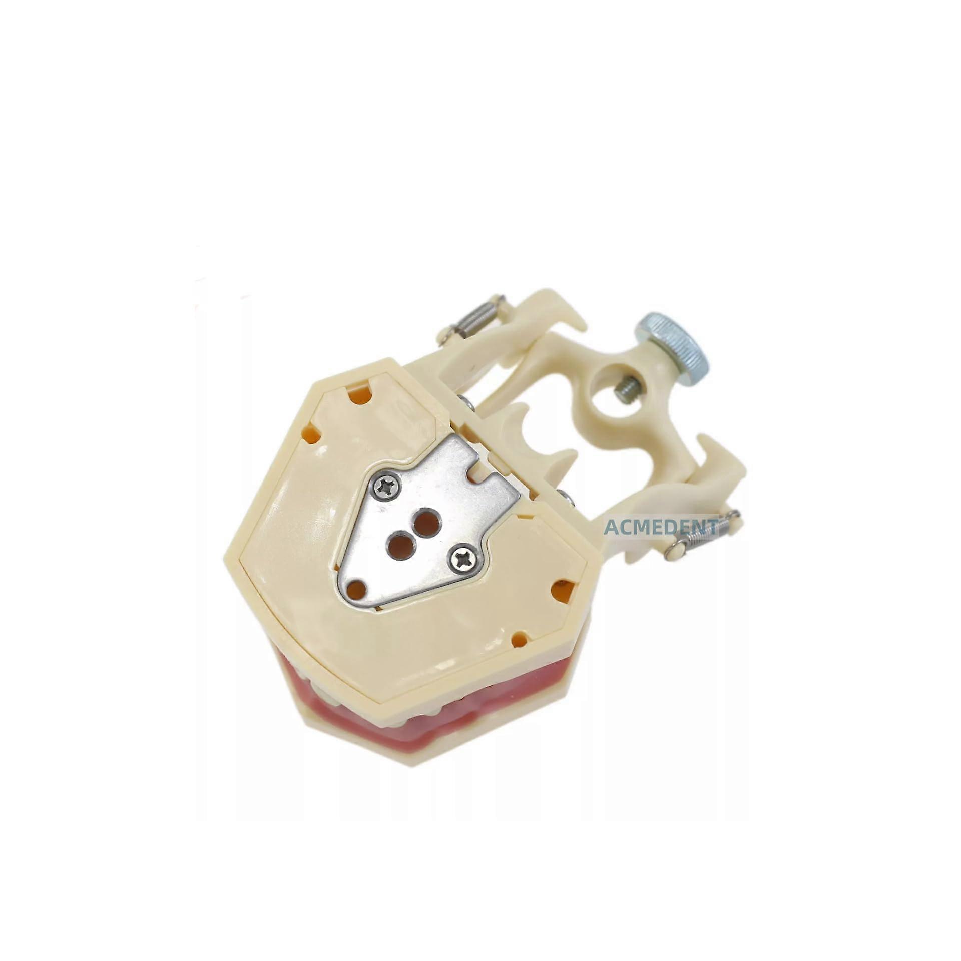 Dental Typodont AG3 Training Model with 32 Removable Teeth and Soft Gingiva for Restorative Practice