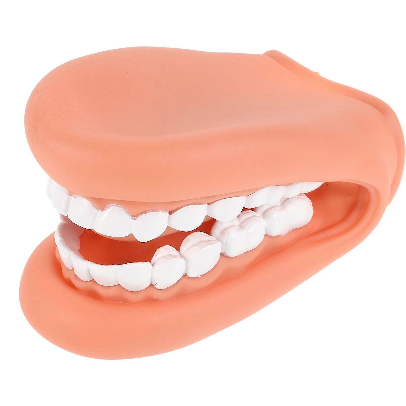 Human Teeth Model Dental Standard Teeth Model Tooth Model For Teaching Dental Teeth Model Teeth Teaching Model