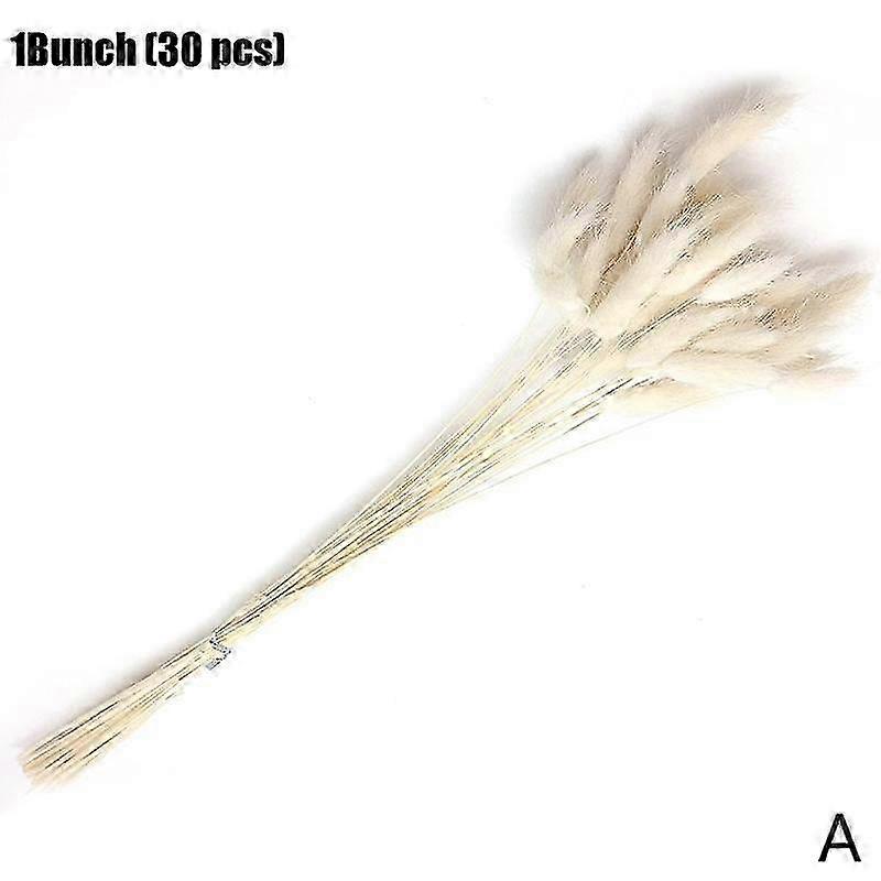 Rabbit Tail Grass Bunny Tails Dried Flowers Lagurus Ovatus NEW Stem Plan