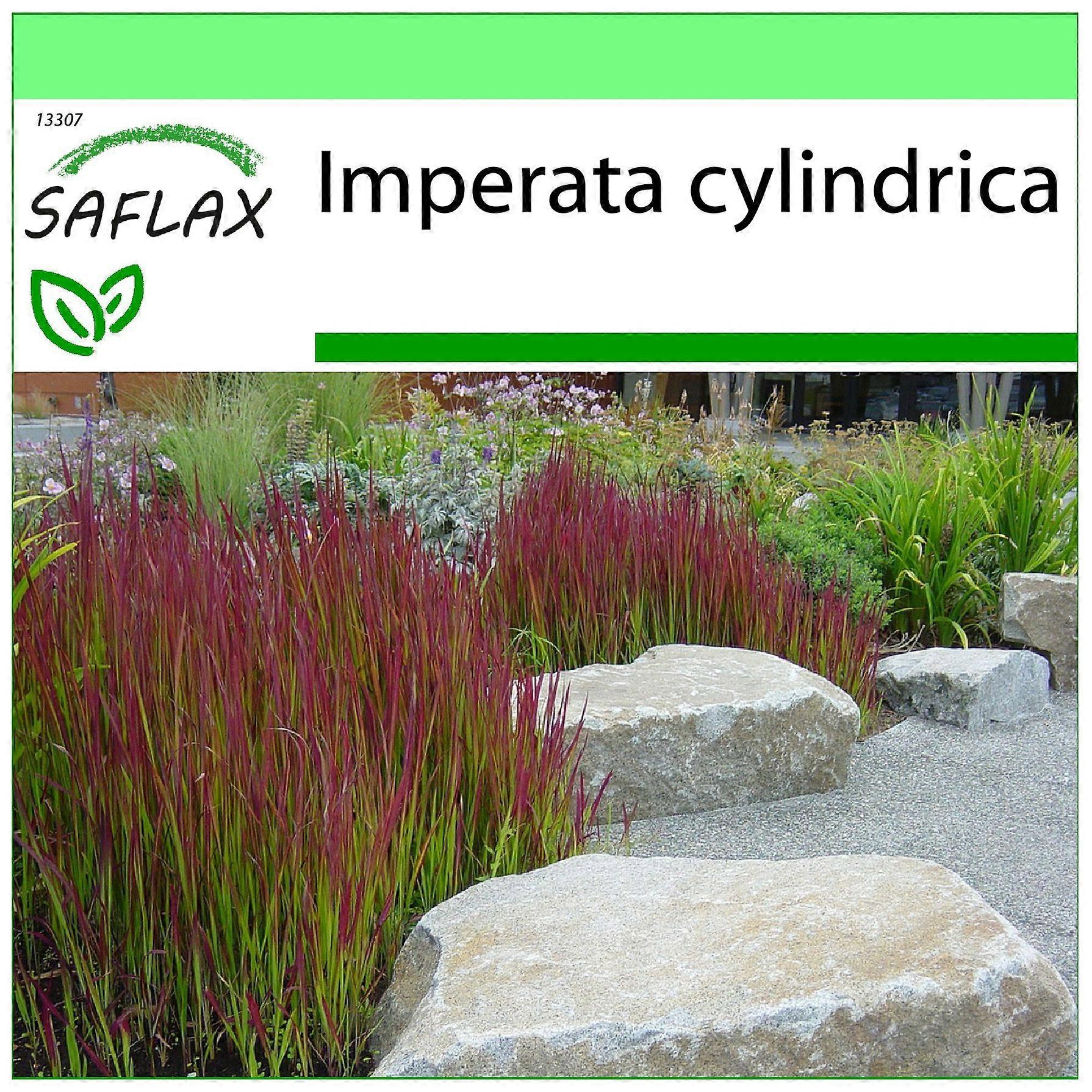 Saflax - Garden to go - 50 Samen - Cogongrass - Imprate cylindrique - Erba  del sangue giapponese - Hierba sangrienta japonesa - Japanisches Blutgras |  Fruugo DE