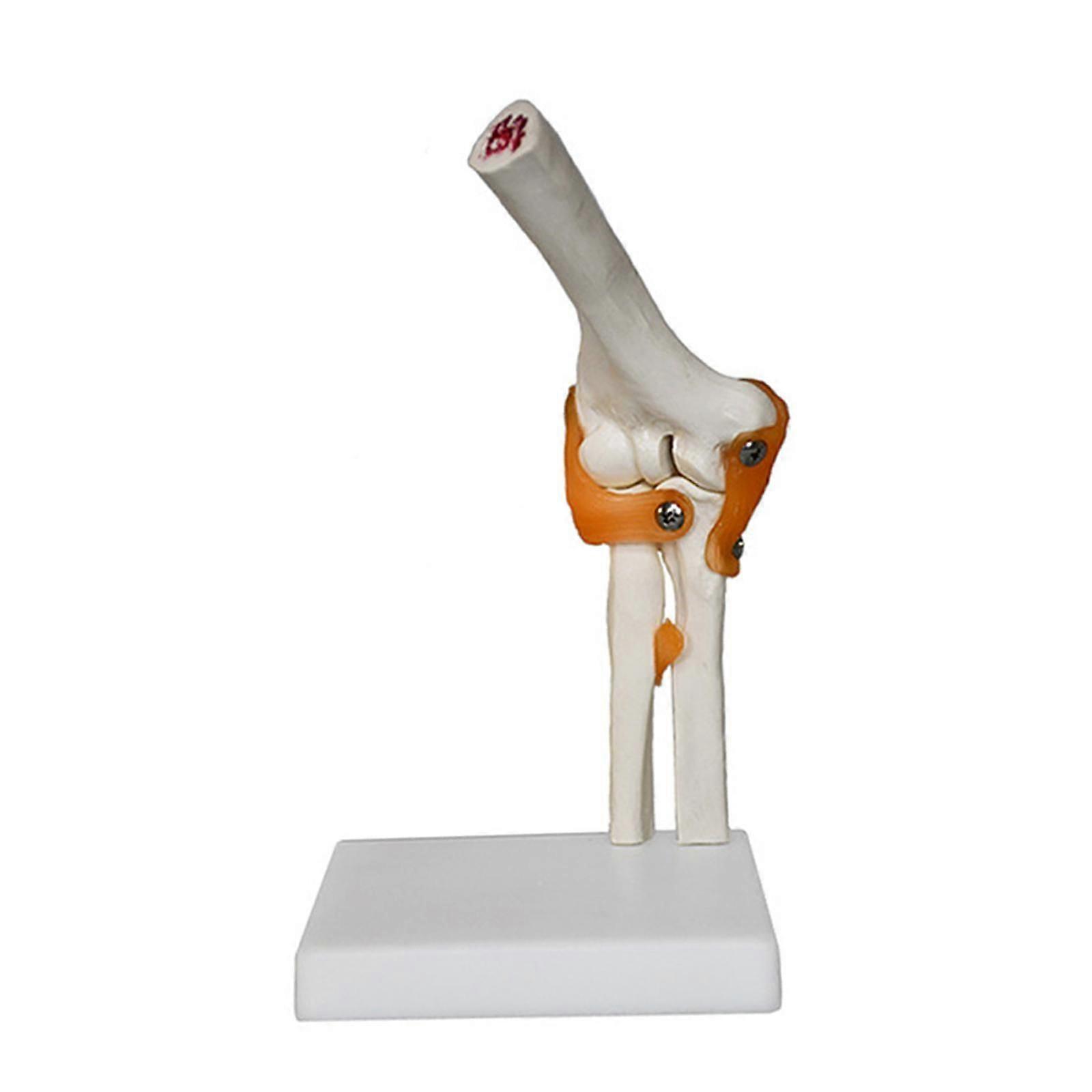 Human Elbow Joint Model Lightweight Skeleton Model for Display Science Study