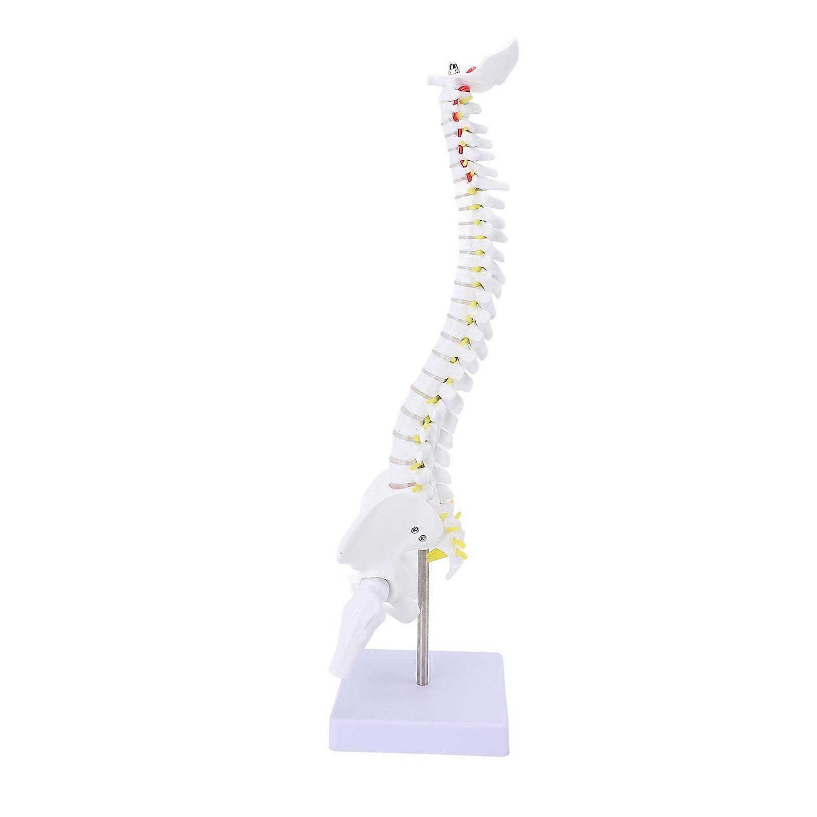 Life Size Flexible Spine Model 40cm PVC with Stand for Study