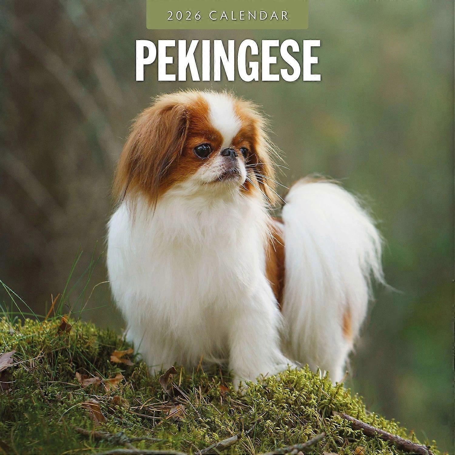 Red Robin Pekingese Calendar 2026