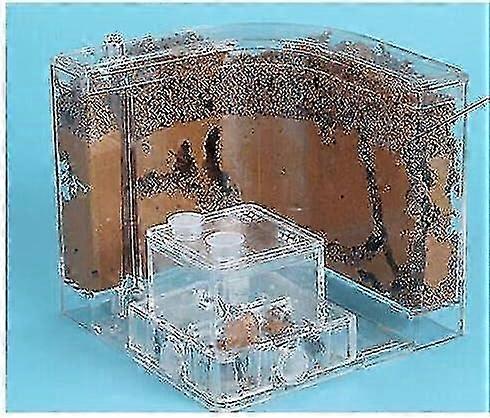 تررم النمل مع تربة المروحة - موئل منزلي احترافي 21x11x11 سم