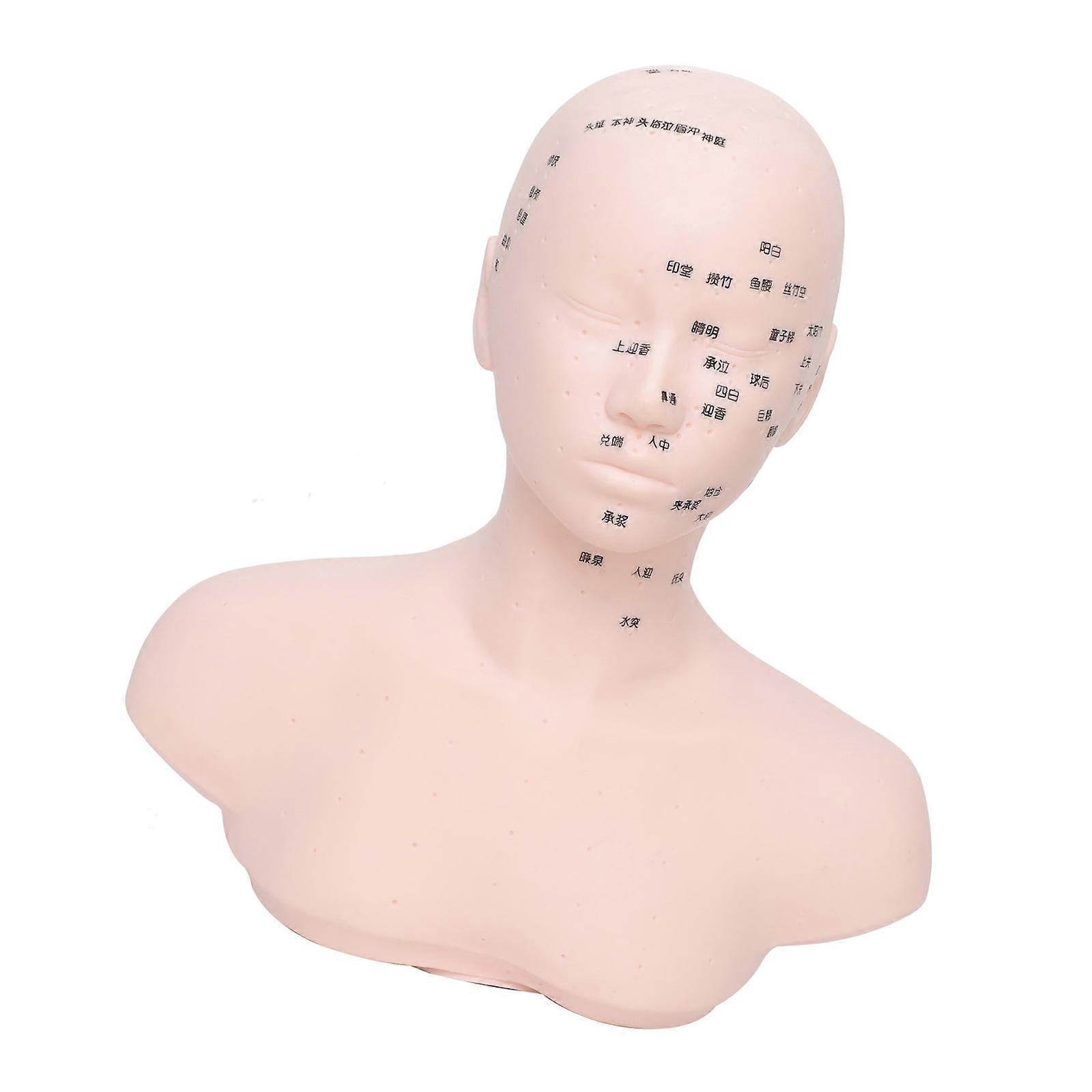 Anatomically Accurate Skull Training Tool For Face Sculpting Practice In Beauty Schools And Home Learning Multicolor