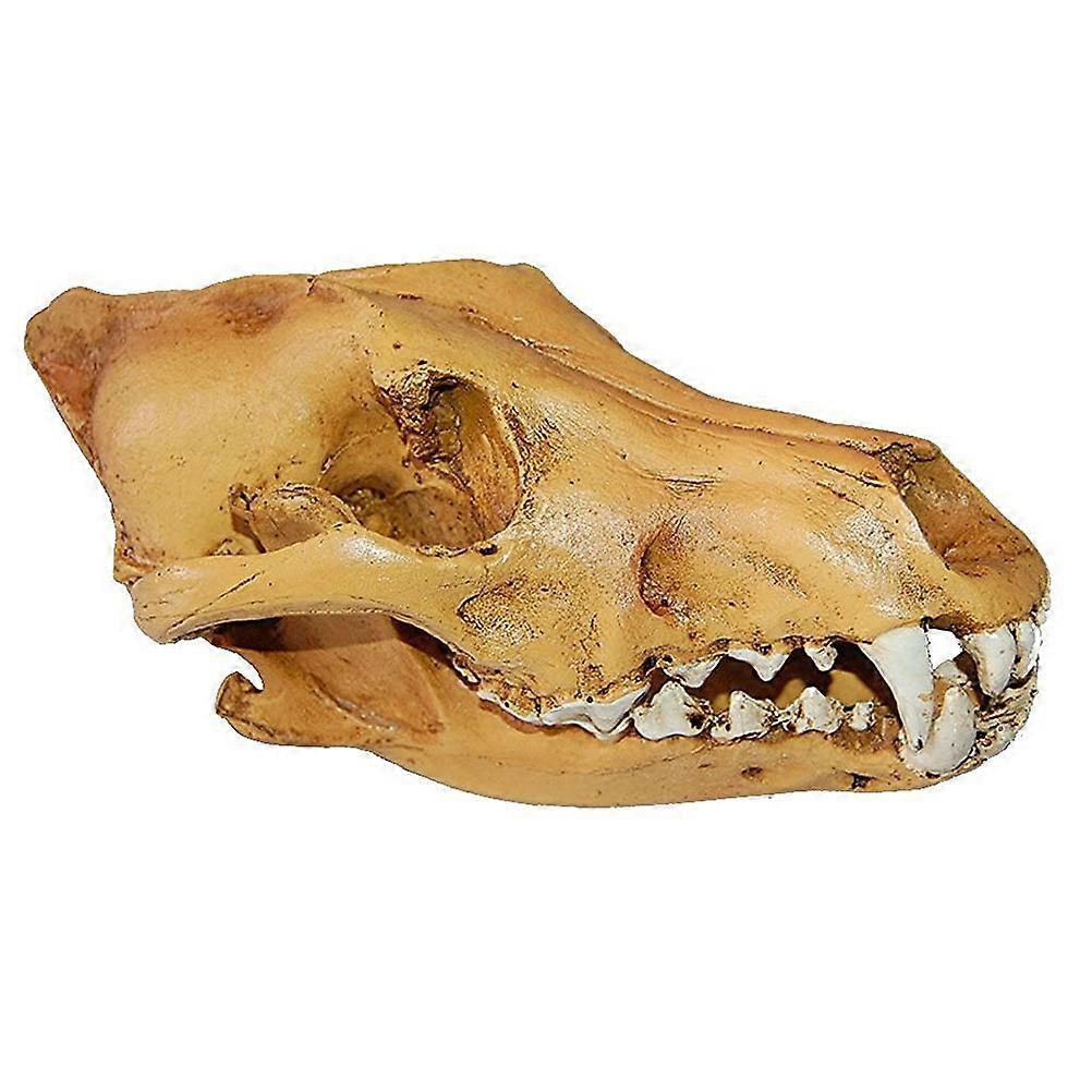 Wolf Skeleton Resin Skull Head Model for Decoration 3Pcs Set