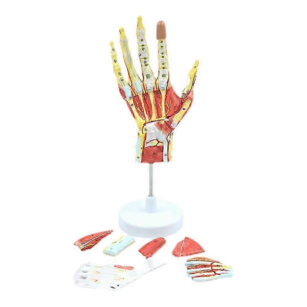 Medisinsk anatomisk håndskjelettmodell med muskler, leddbånd, nerver og blodårer, læremidler for håndbein muskel