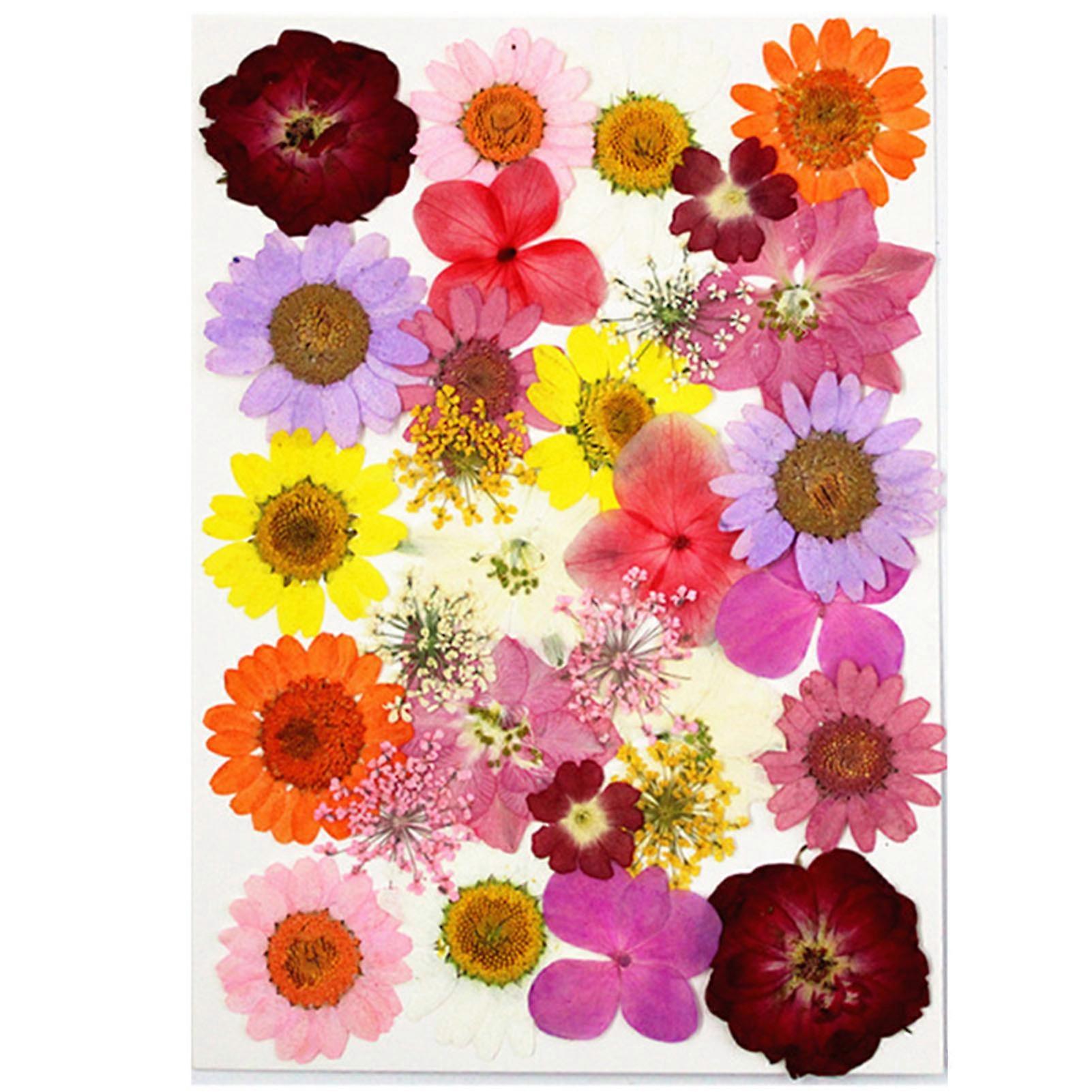 DIY torkade blommor material kit mode pressad blomma växt hantverk för tvål