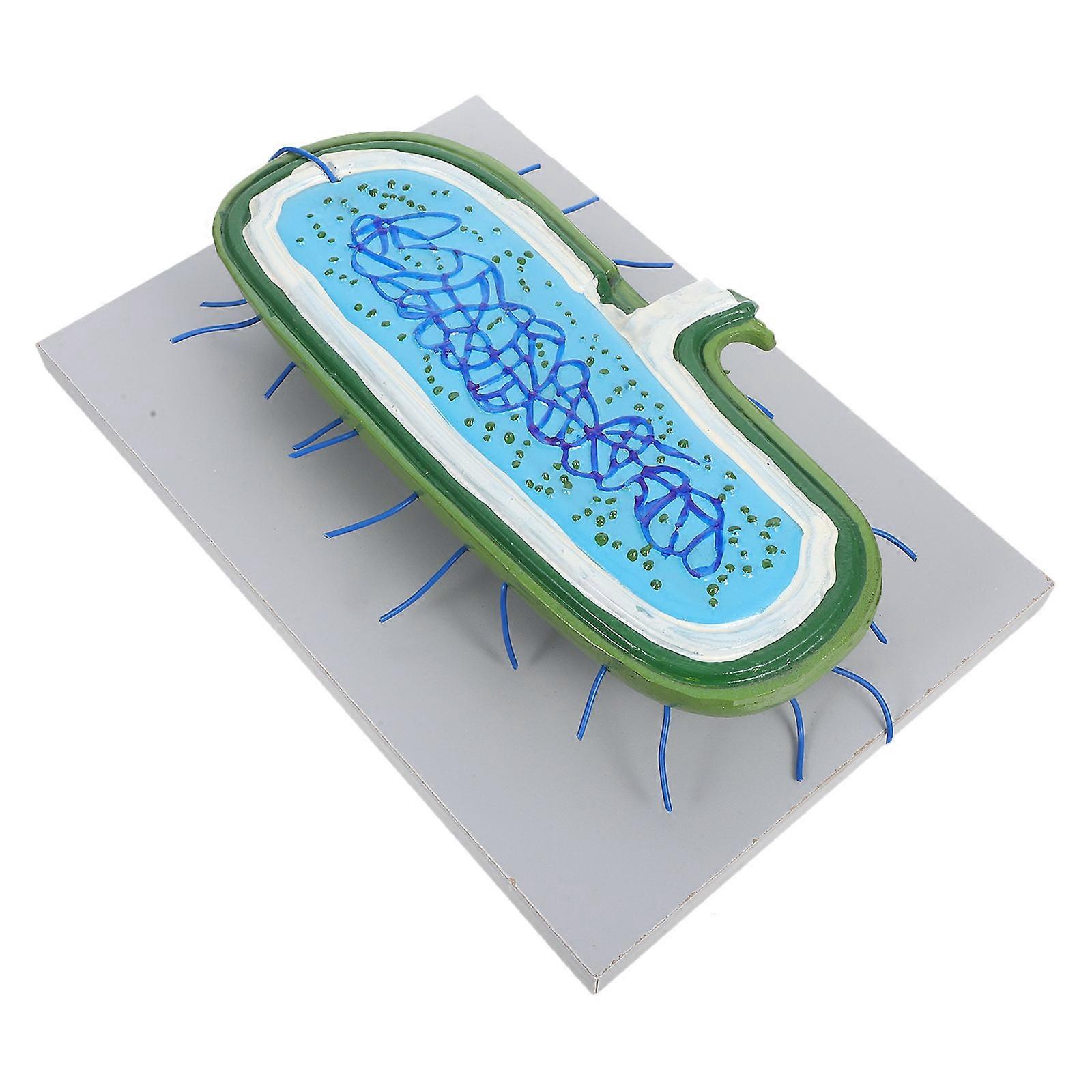 Interactive Cell Nucleus Model Animal Cell Model Educational Science Plastic Assorted Color Classroom Toy 1Set