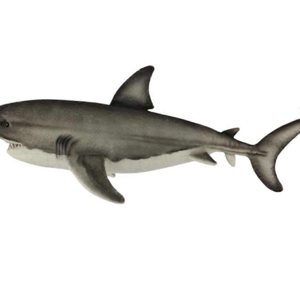Peluche requin blanc Hansa, 50 cm, L