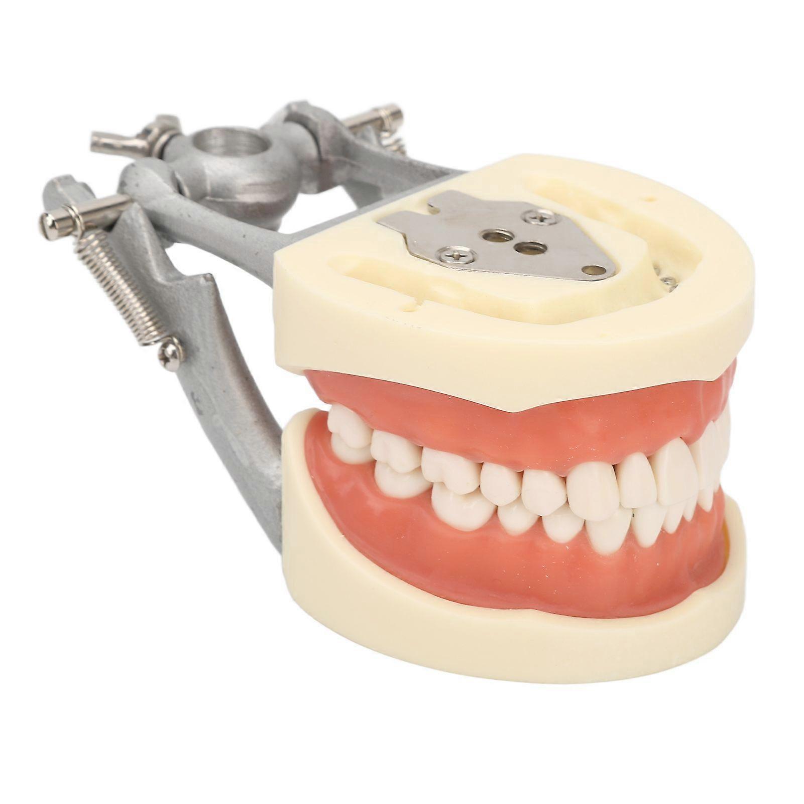 2025 Latest Model Standard Teeth Model Dental Teaching Standard Typodont Demon...