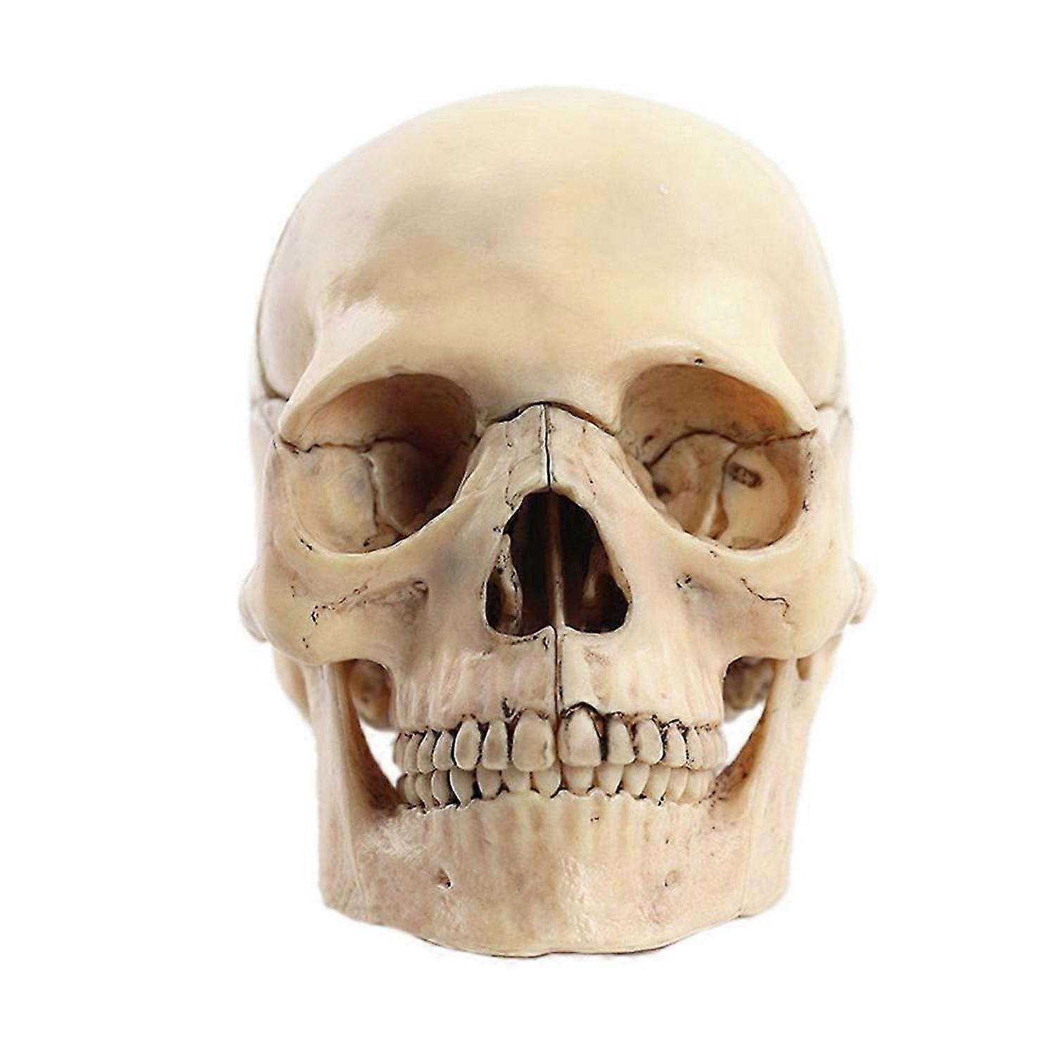 1:2 Disassembled Skull Anatomical Model Anatomy Skeleton Skull Model