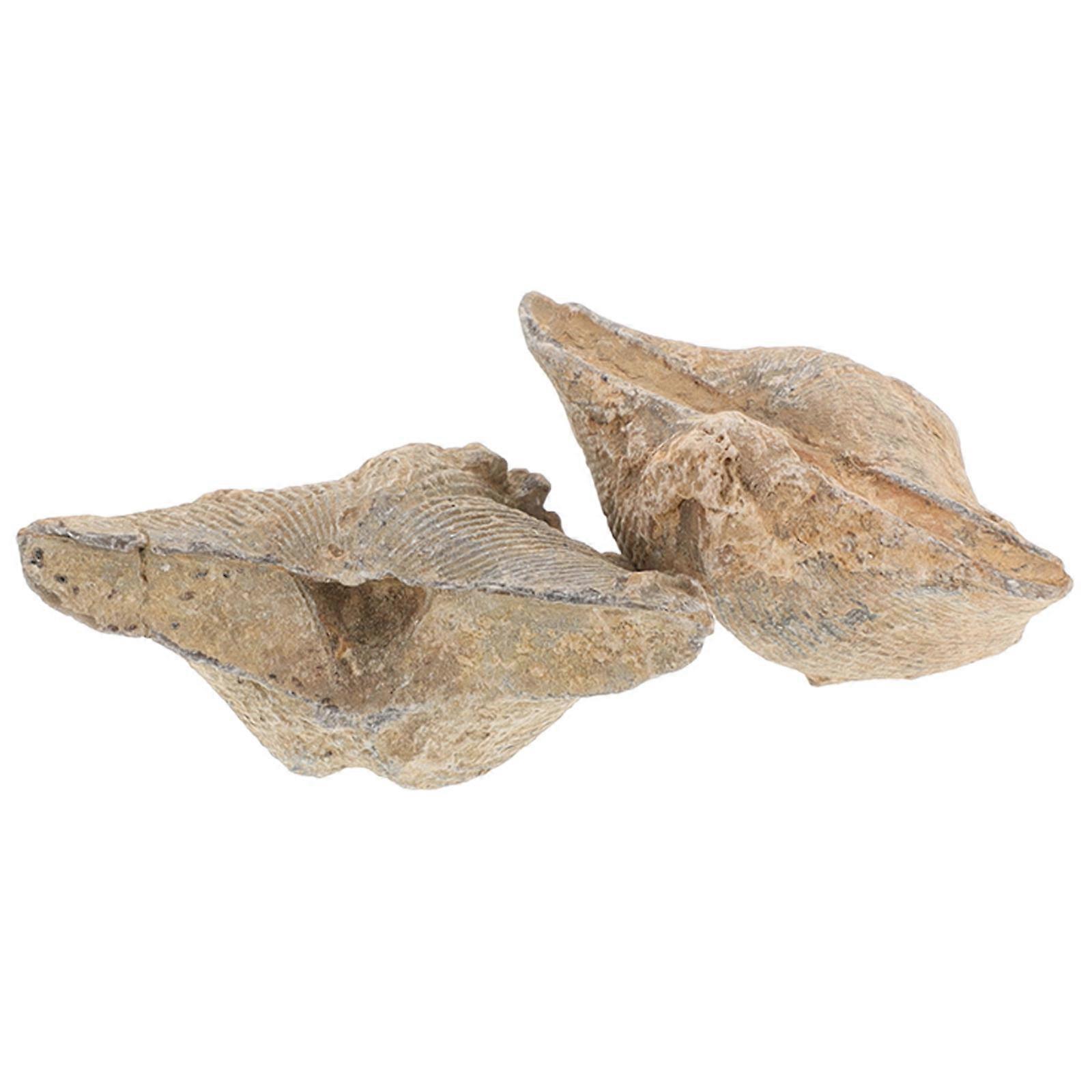 Geology Enthusiast Spirifer Specimens For Display Teaching Authentic Design 2Pcs