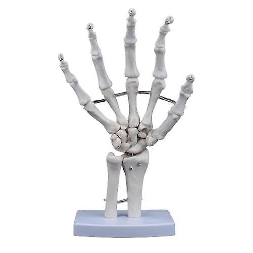Life Size Human Hand Joint Skeleton Anatomical Model