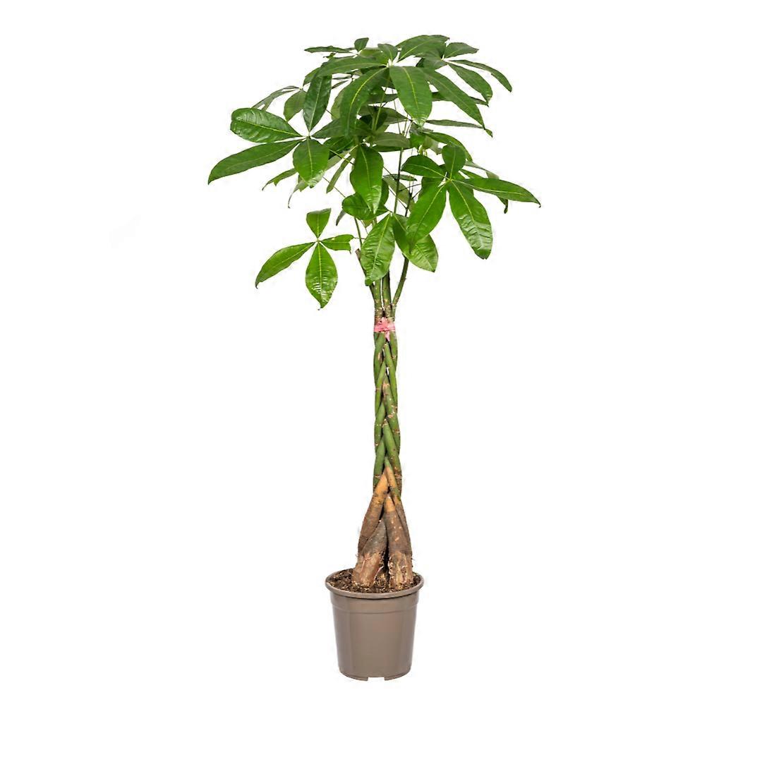 Pachira Aquatica - 120-140cm - Ø24cm