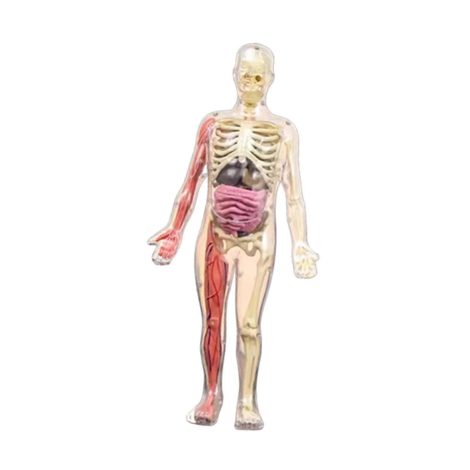 人体モデル取り外し可能なパーツDIYスケルトンおもちゃ子供用8-12歳の子供