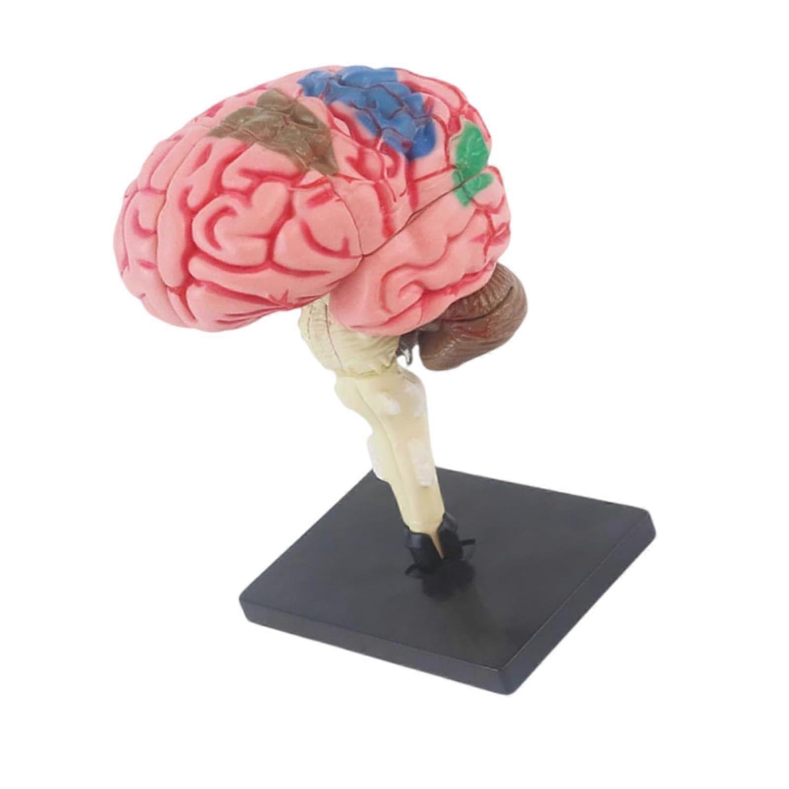 Human Brain Model with Removable Parts, Realistic Anatomy, Multicolored Labels for Teaching