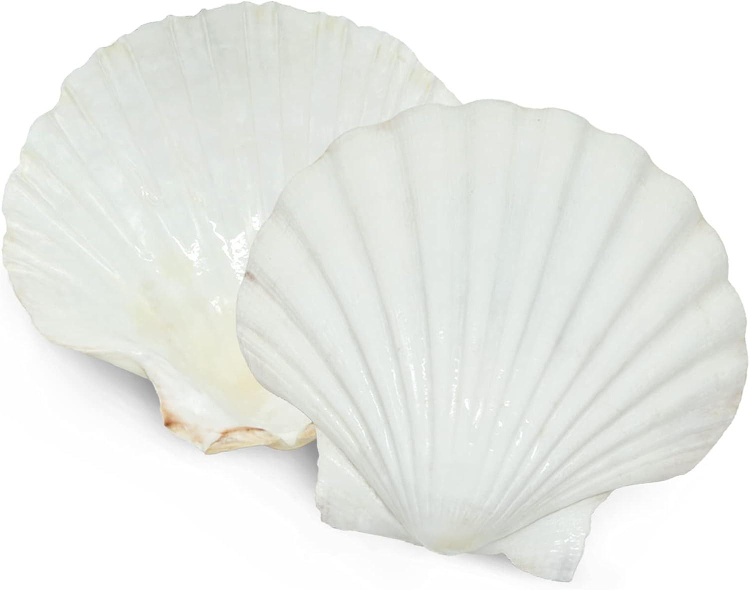 6PCS Scallop Shells for Serving Food,Baking Shells Large Natural White Scallops from Sea Beach for DIY Craft Decor
