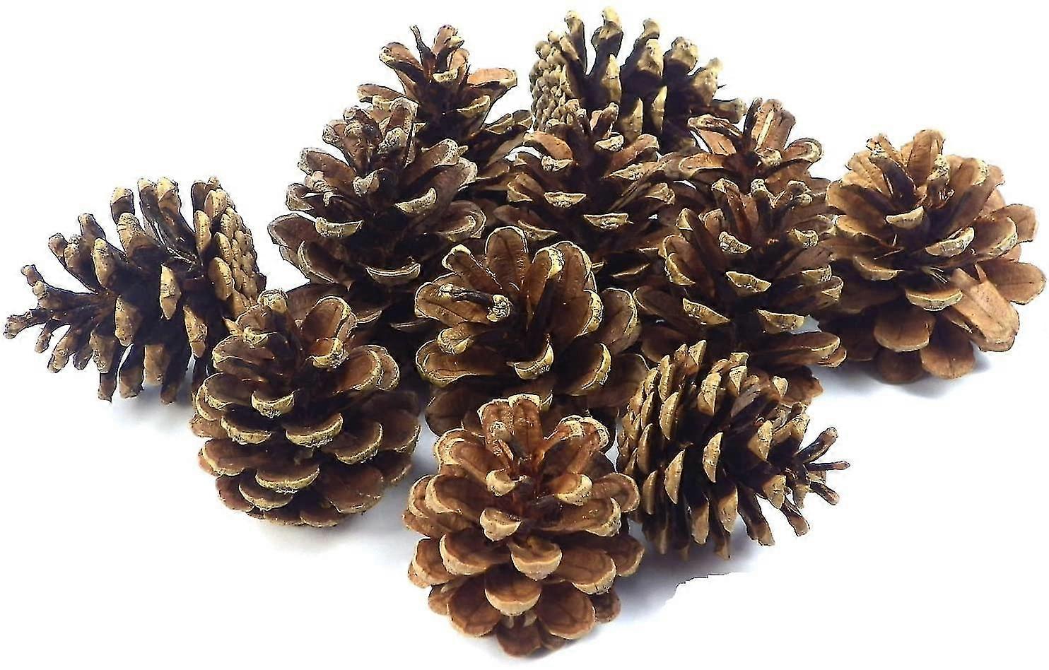 Pine Cones 24 Pieces Pine Cones Decorative
