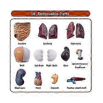 11 Inch Human Torso Body Model Anatomy Anatomical Internal Organs For Assemb Student Teaching Study