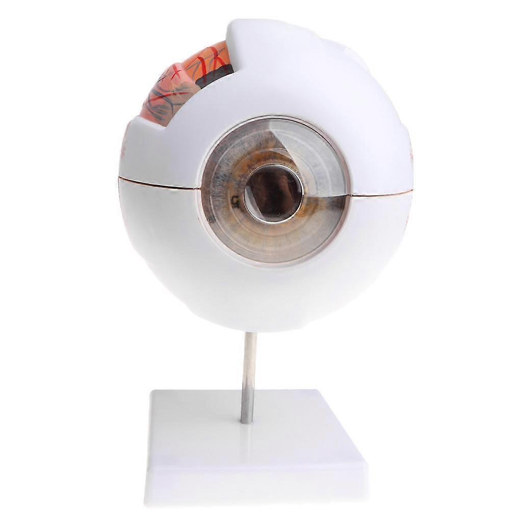 Educational Human Eye Ball Model Students Biology Study Kit Lab Ornament