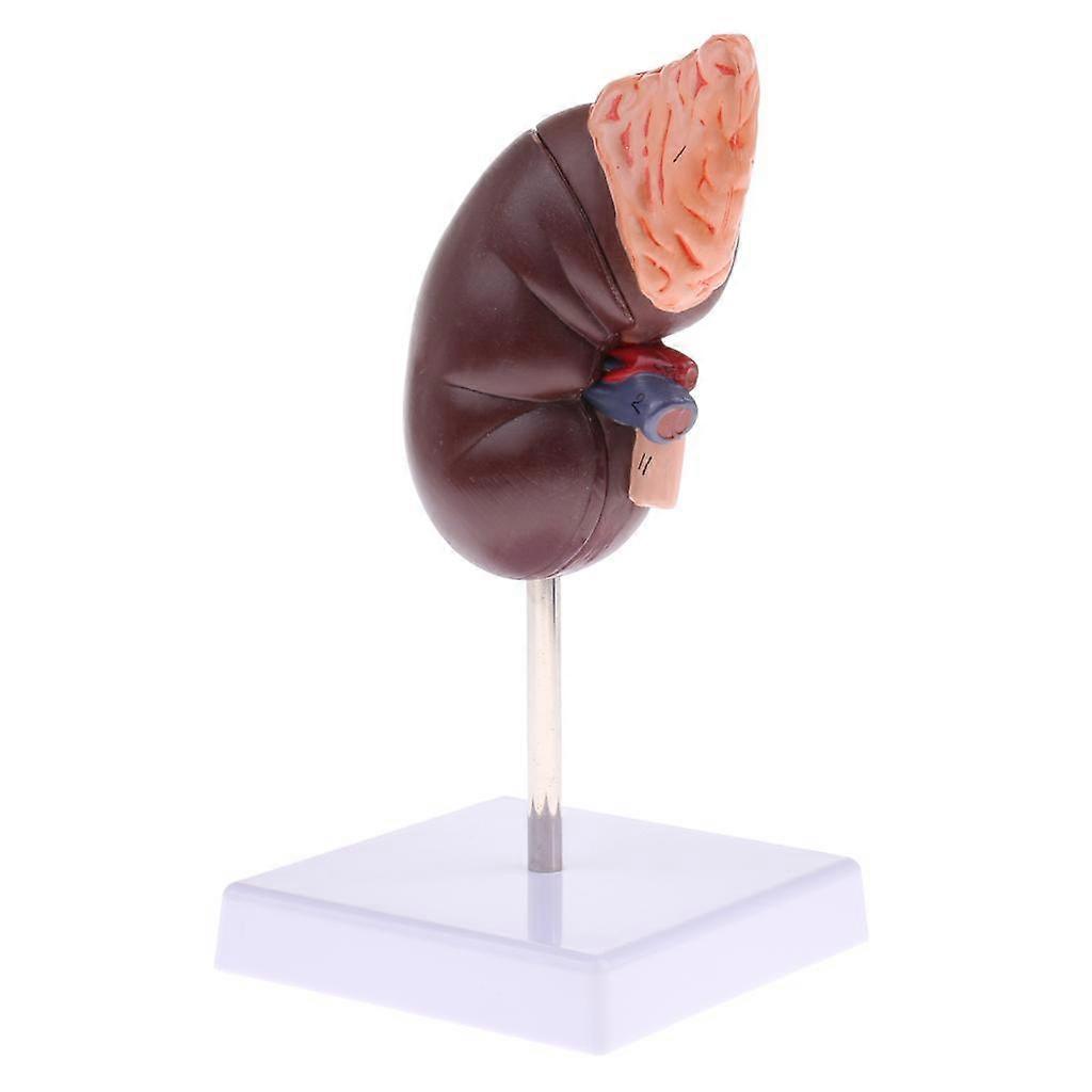 Lebensgroße 1:1 menschliche anatomische Niere Nebenniere Modell mit Base Lab Ornament