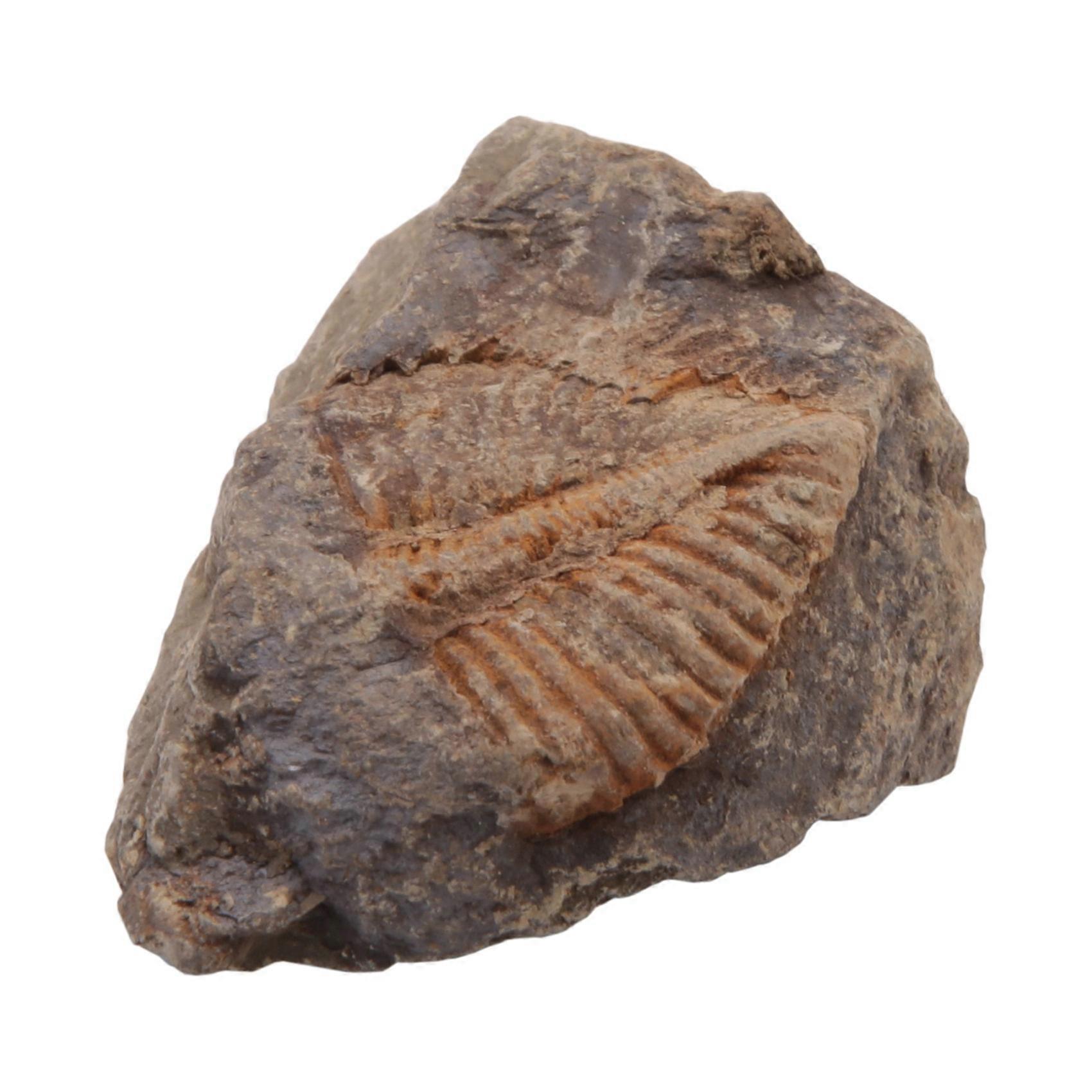 1 PC Natural Trilobite Tail Fossil Ancient Fossils Teaching Specimens Collection