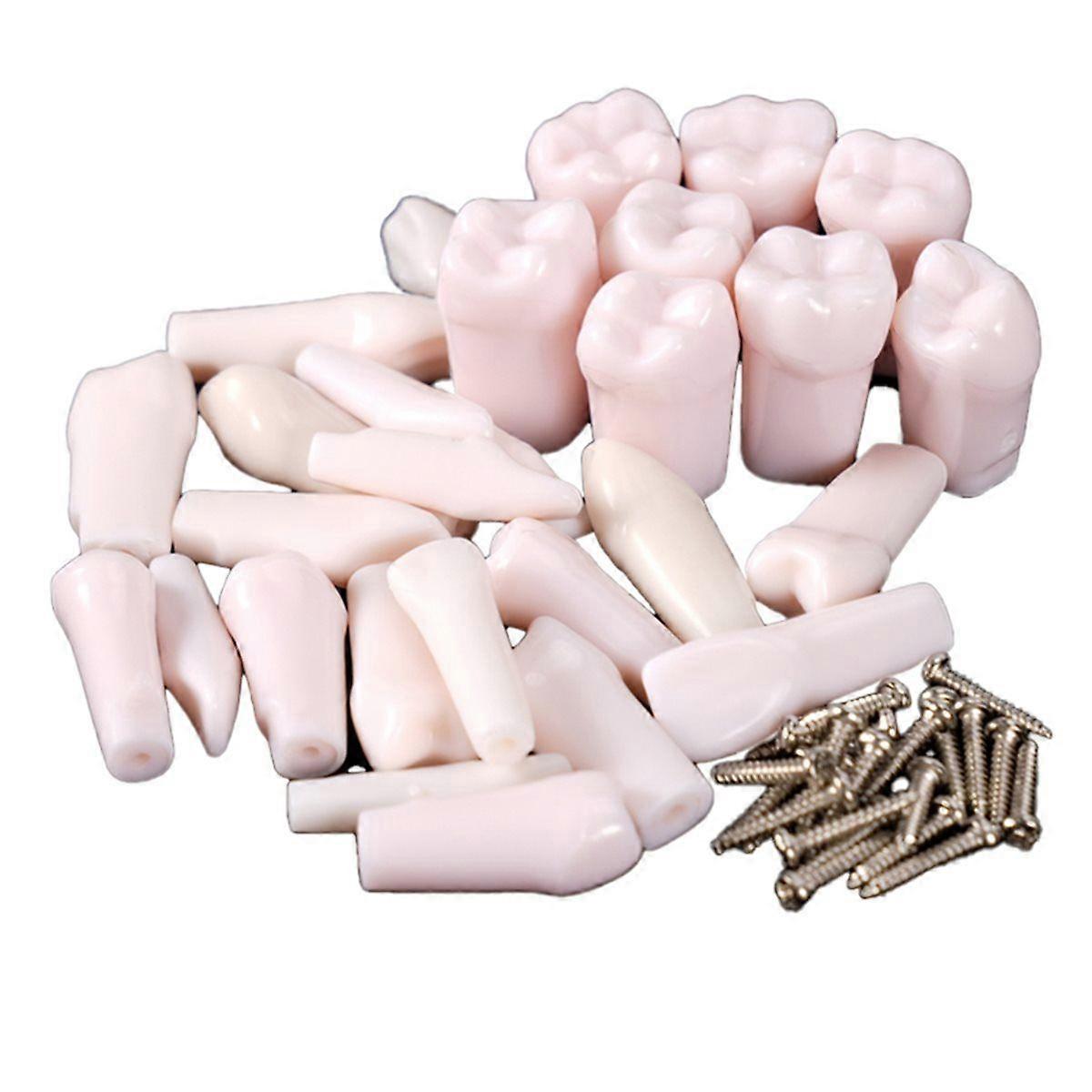 Dental Teeth Model Full Teeth 28Pcs Replacement Tooth Particles Dentistry Preparation Training Teach