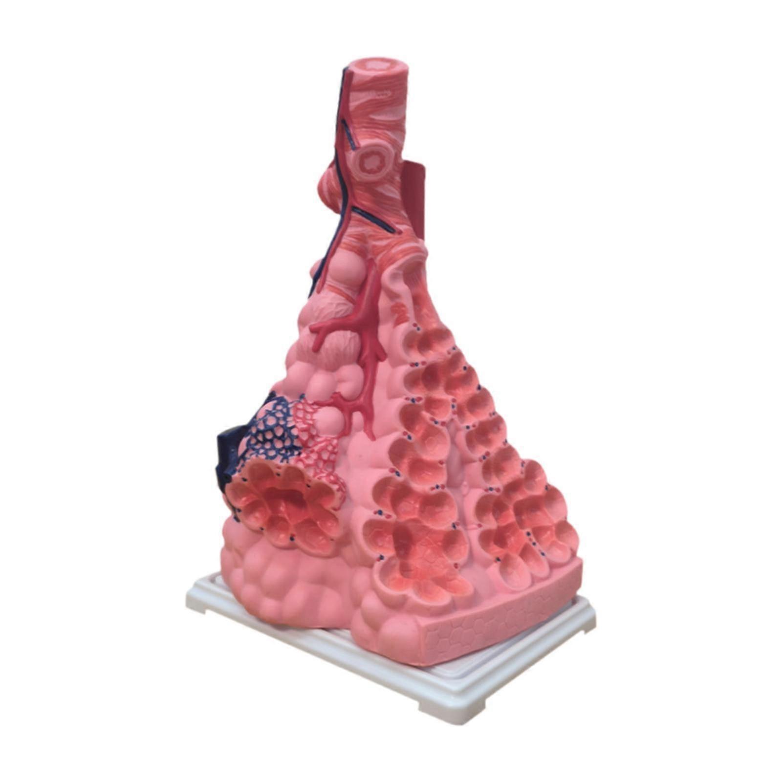Respiratory System Model Alveoli Human Lung Model for Fine Motor Skills Home
