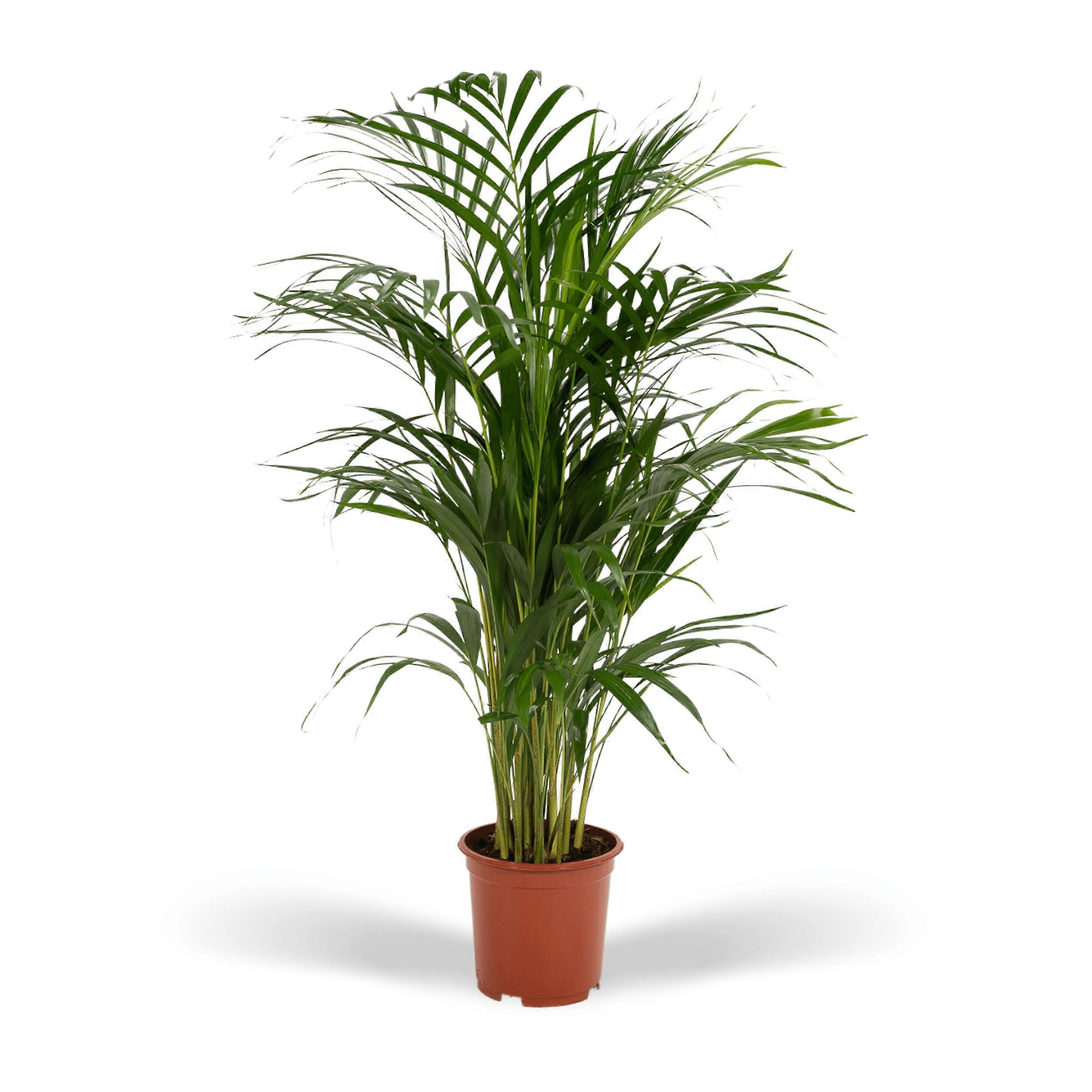Areca palm - 60-70cm - Ø17cm