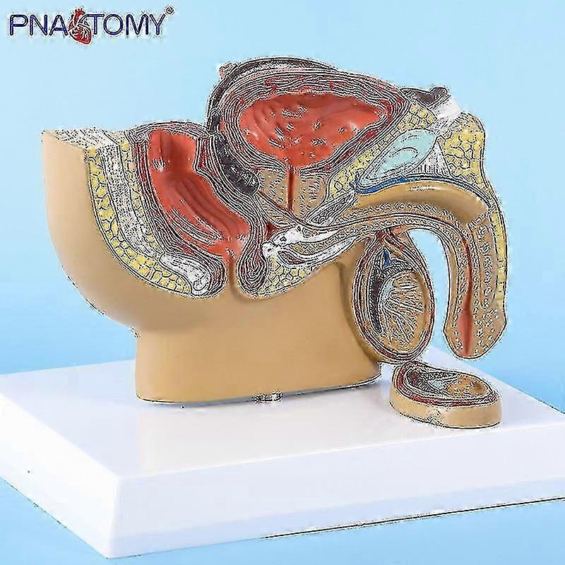الحوض الذكور نموذج التشريح الخصية البروستاتا نموذج تشريحي الجهاز البولي نموذج التدريس الطبي هدية المعدات التعليمية