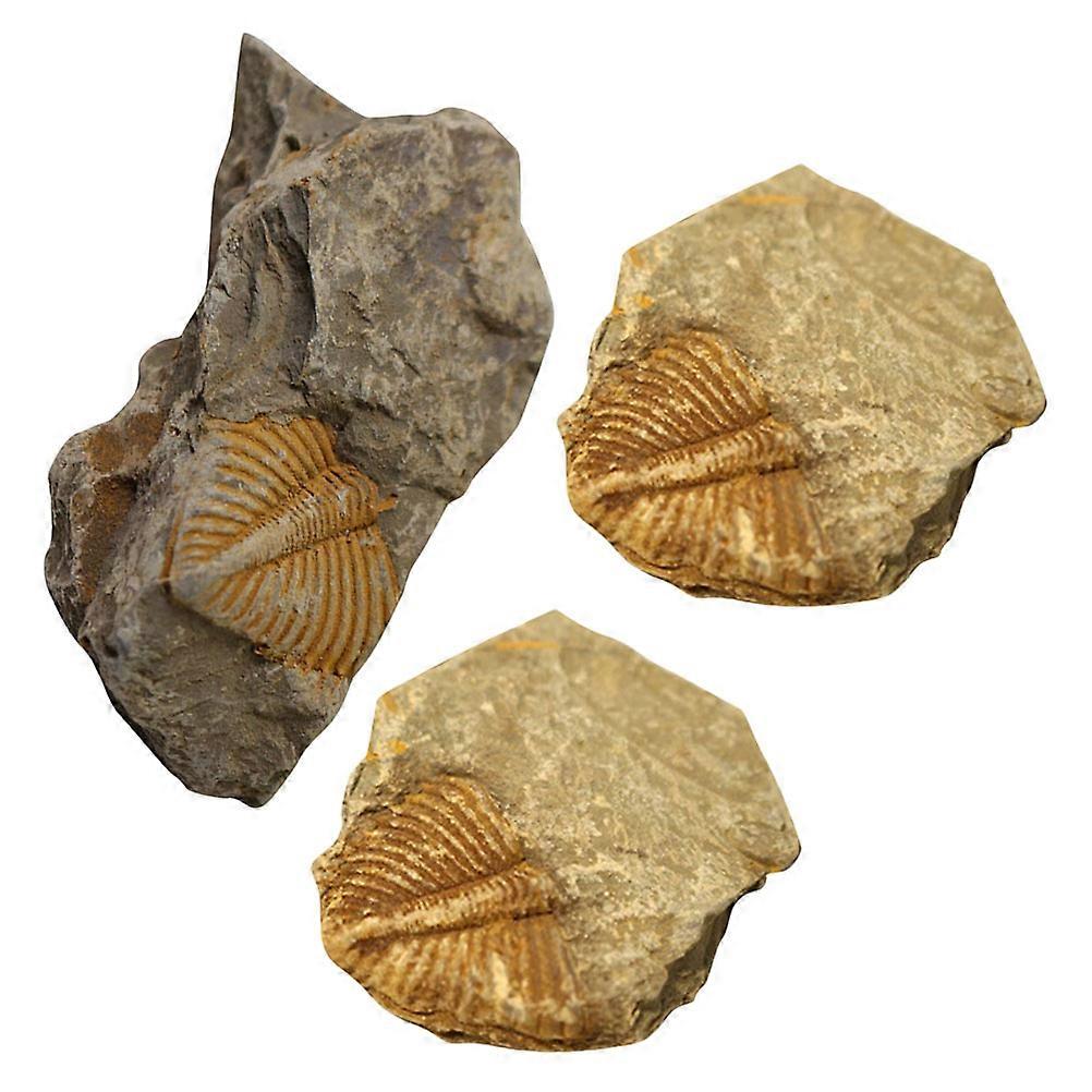 Trilobite Tail Rocks for Decoration 9Pcs Statue