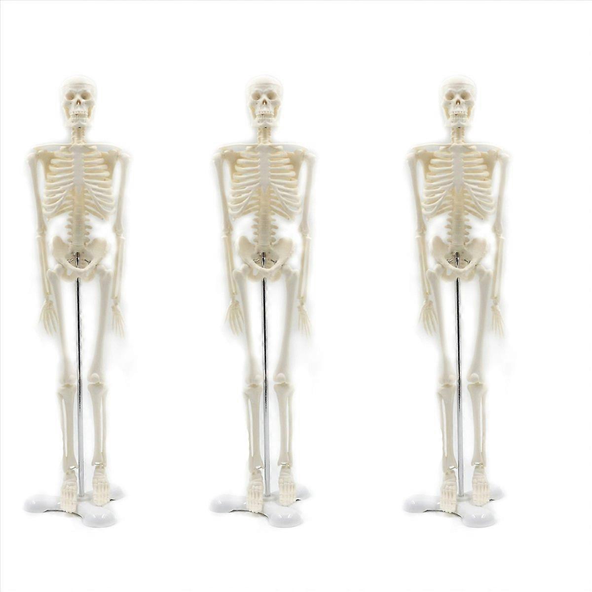 45CM Human Anatomy Skeleton Model Poster Learn Model