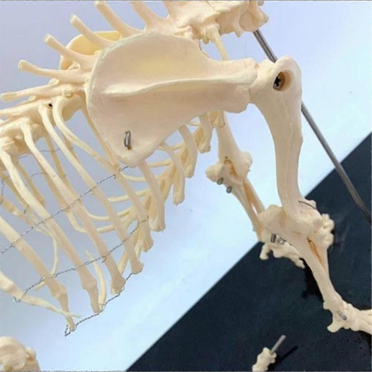 Canine Skeleton Model, An Animal Anatomy Teaching Tool Designed for Veterinary Laboratory Usage