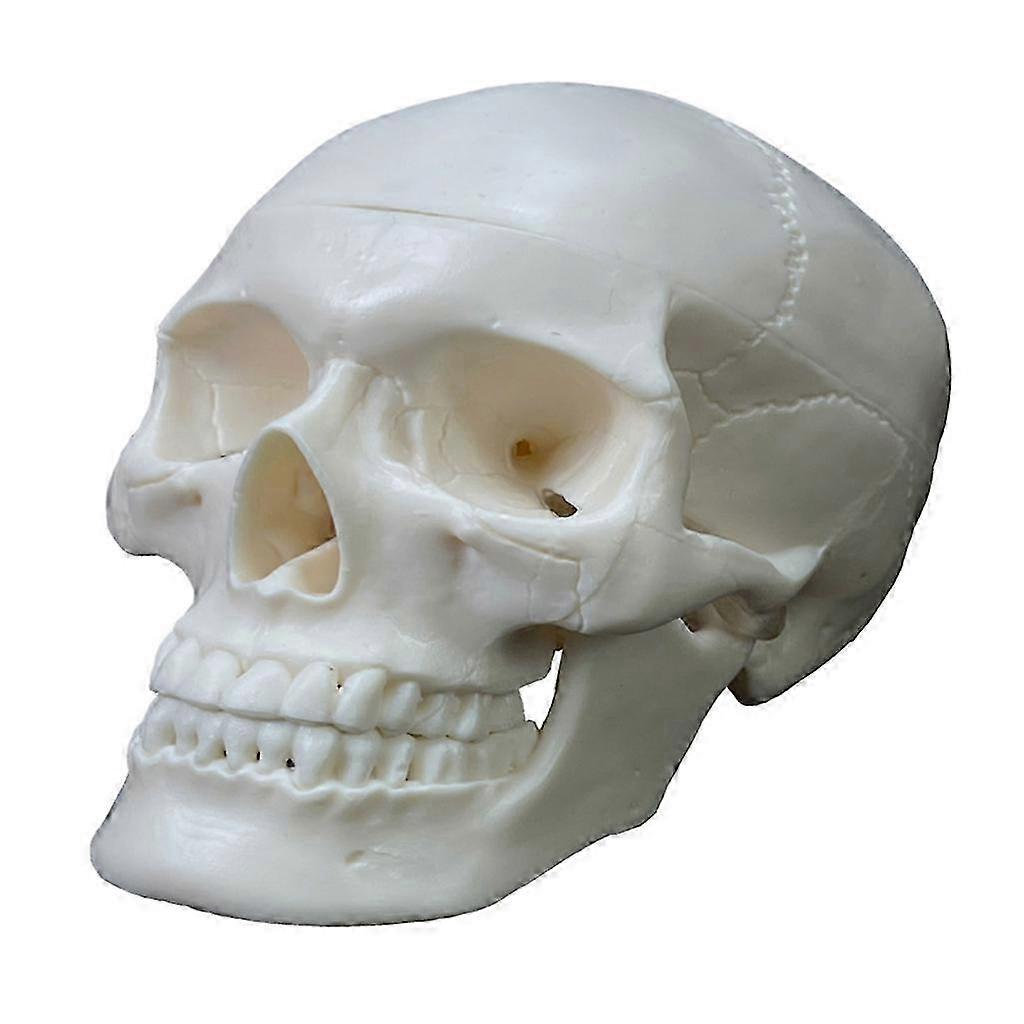 Life Size Human Skull Model, Realistic Replica with Removable Skull Cap