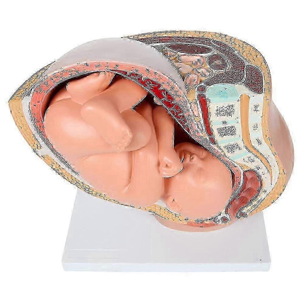 الحمل البشري نمو الجنين 9th الشهر نموذج الحوض الجنيني الجنين الجنين تشريح الحمل من نموذج المشيمة