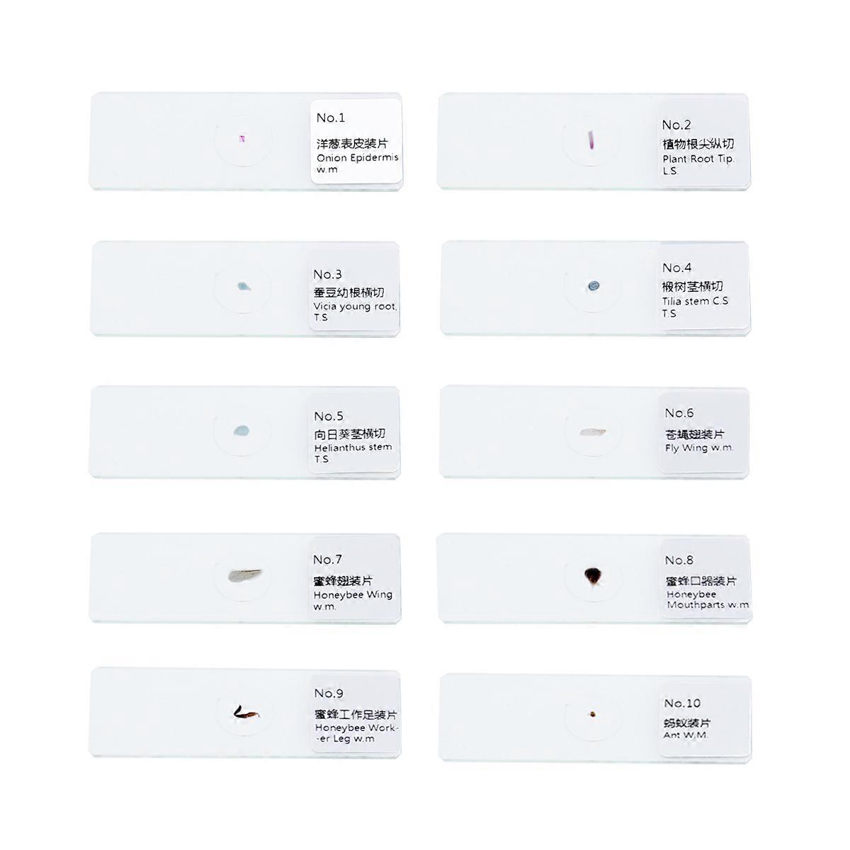 Sample Specimens Slides for Insects Plants Animals Study 10Pcs Set
