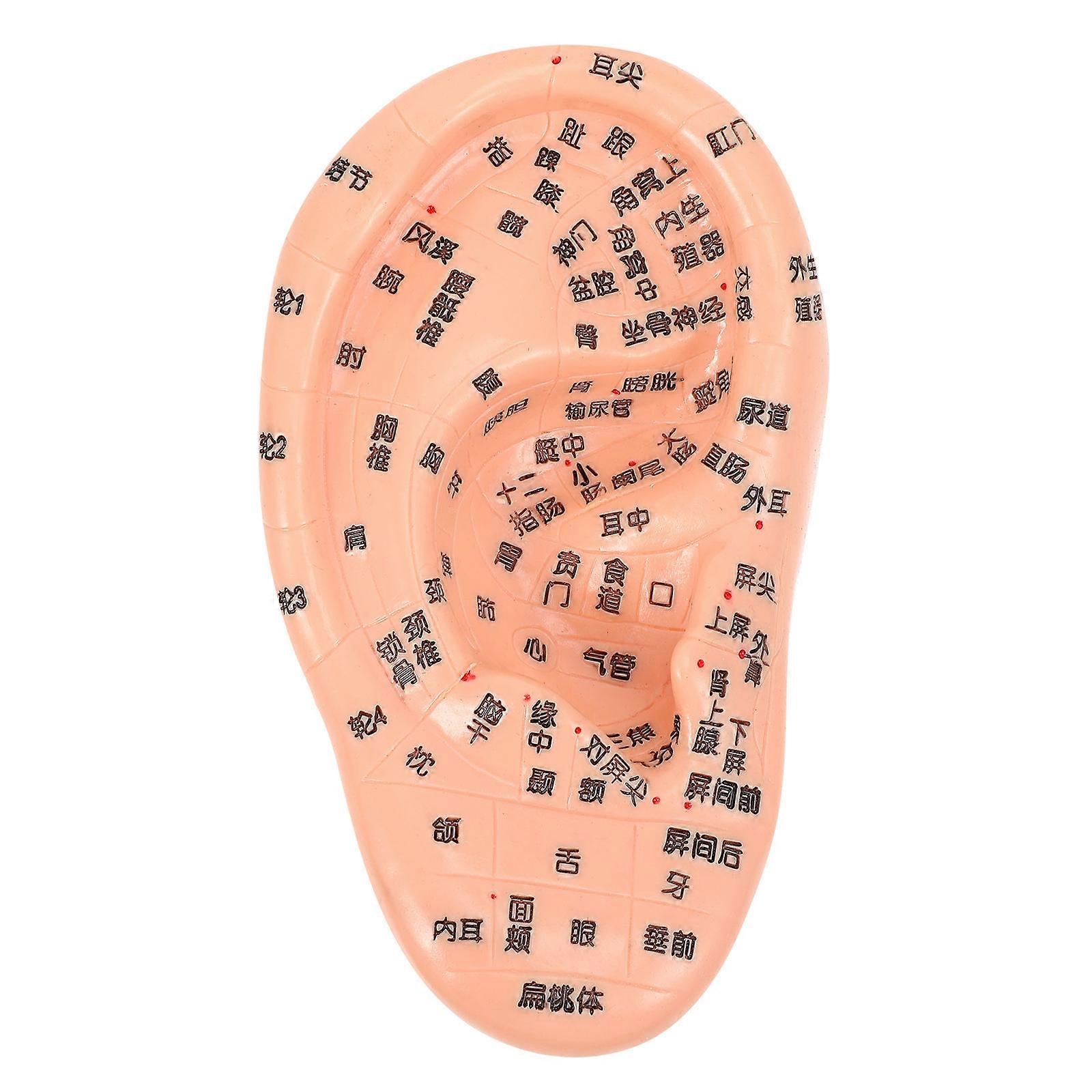 Anatomical Ear Shape Reflexology Training Model Designed For Medical Professionals In Chocolate PVC Material 1Pcs