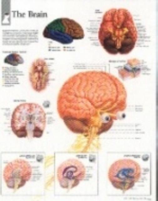 Brain Paper Poster - Scientific Publishing