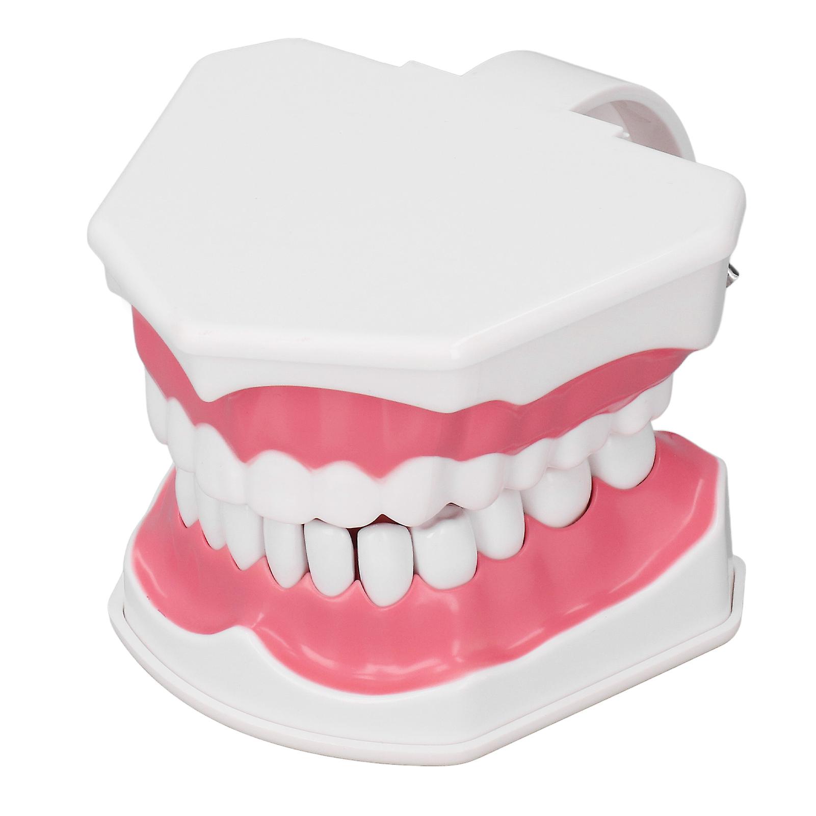 Teeth Model Tooth Brushing Practice Dental Teaching Study Tool with Brush Set Kit